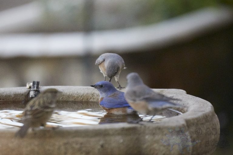 Western Bluebirds