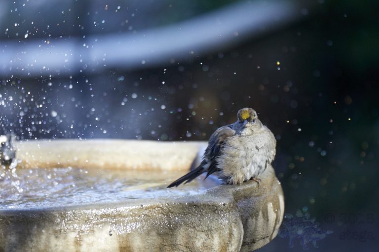 Gold-Crowned Sparrow