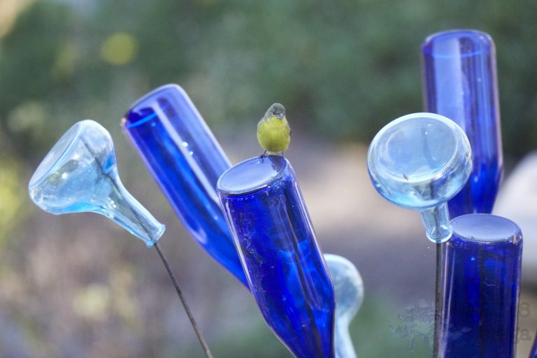 Lesser Goldfinch