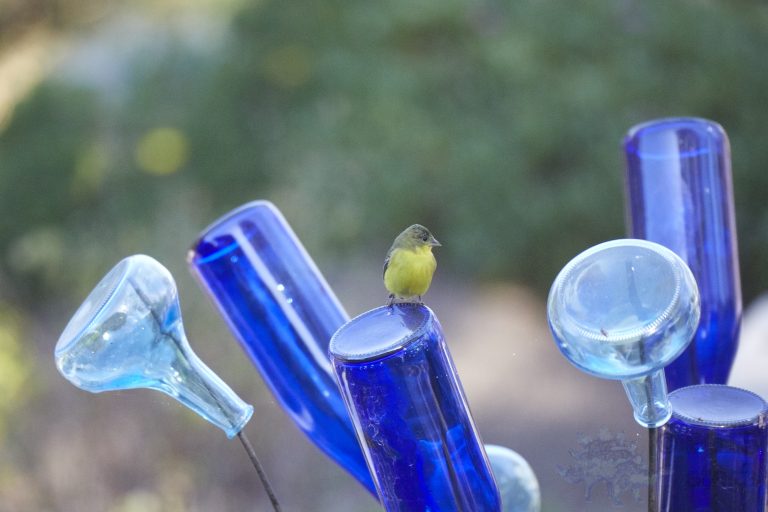 Lesser Goldfinch