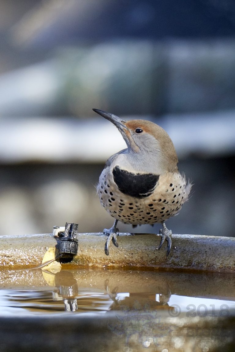 Northern Flicker