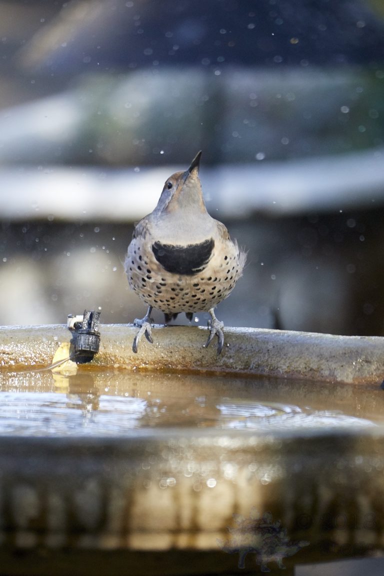 Northern Flicker