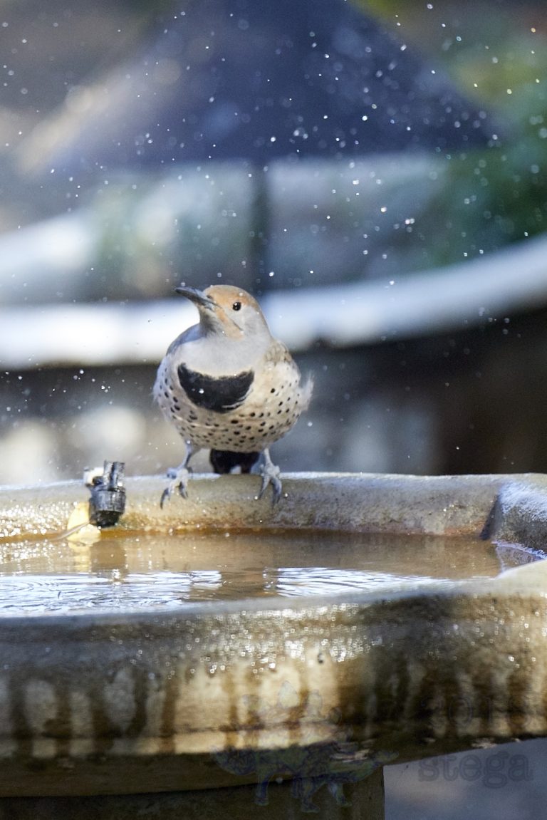 Northern Flicker