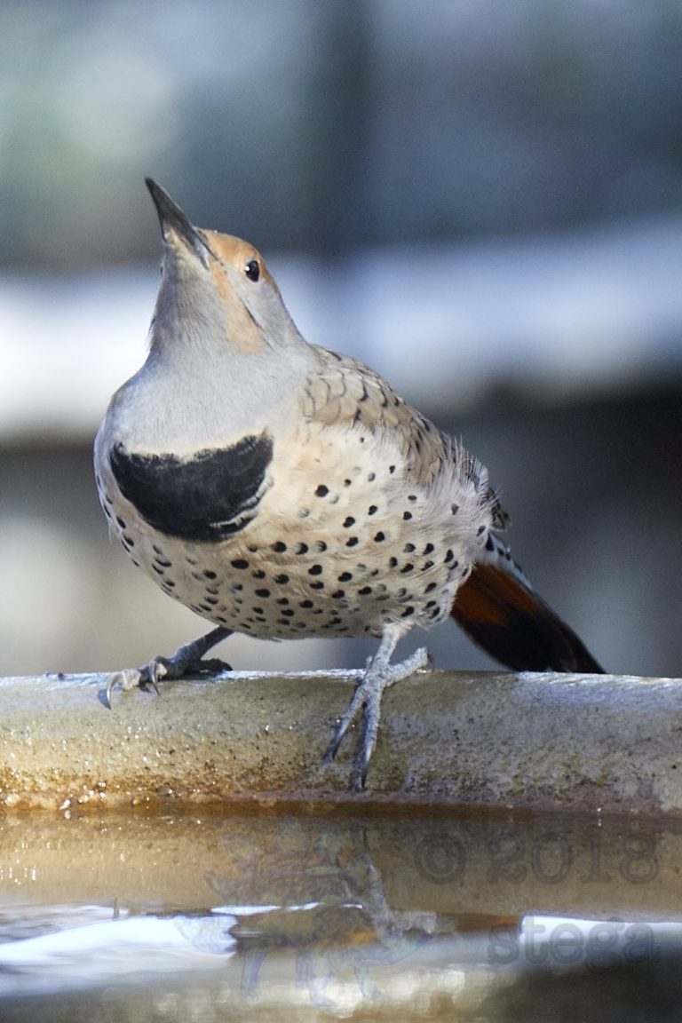 Northern Flicker