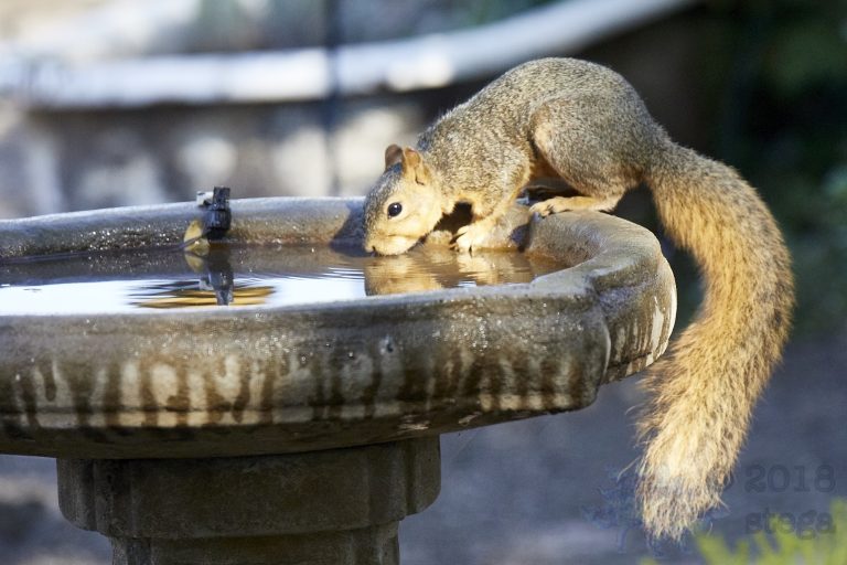Fox Squirrel