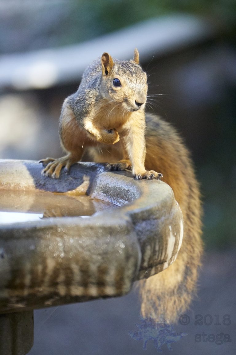 Fox Squirrel