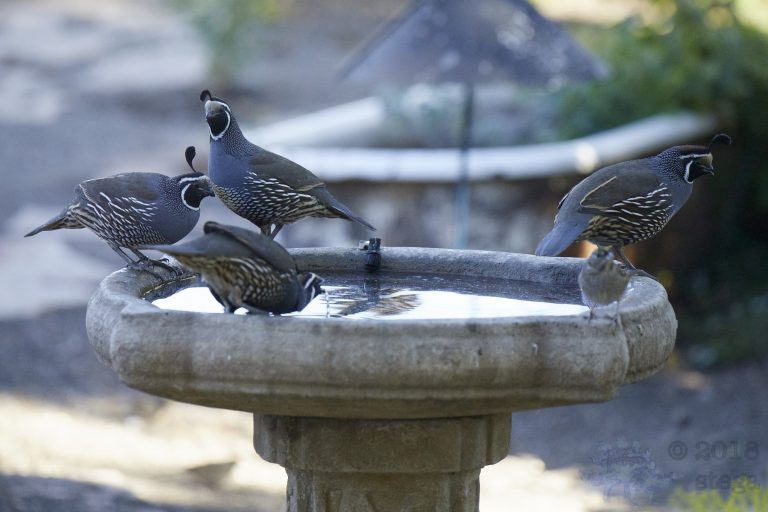 California Quail