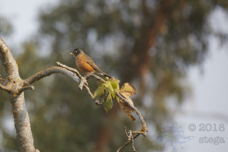 American Robin