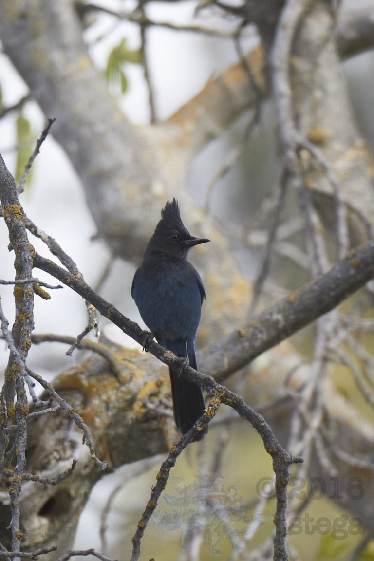 Steller’s Jay