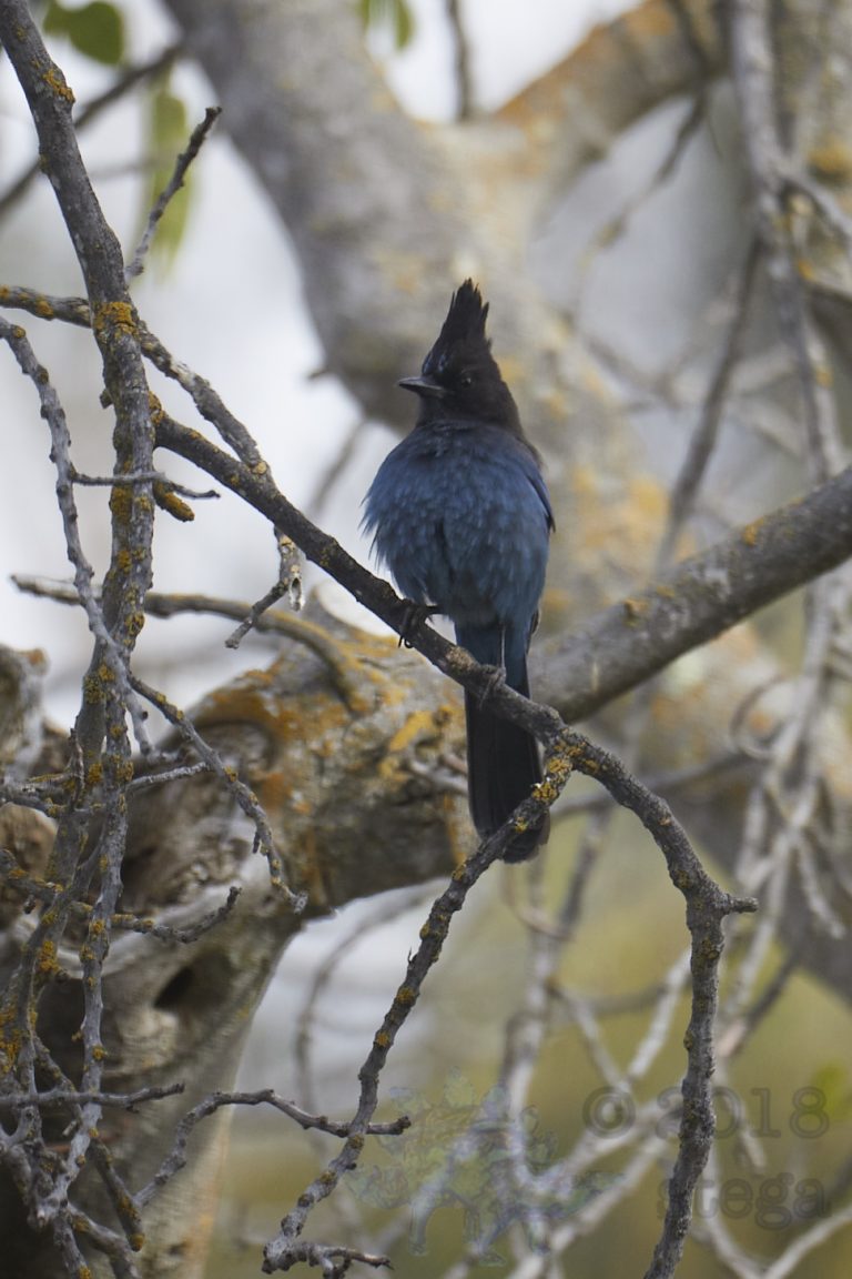 Stellar’s Jay