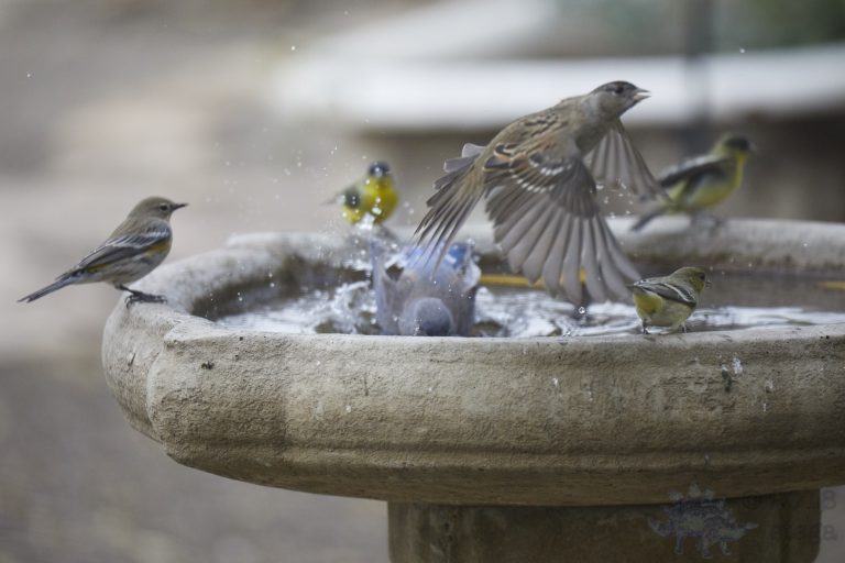 Bath Time!  Gold-Crowned Sparrow, Lesser Goldfinches, Yellow