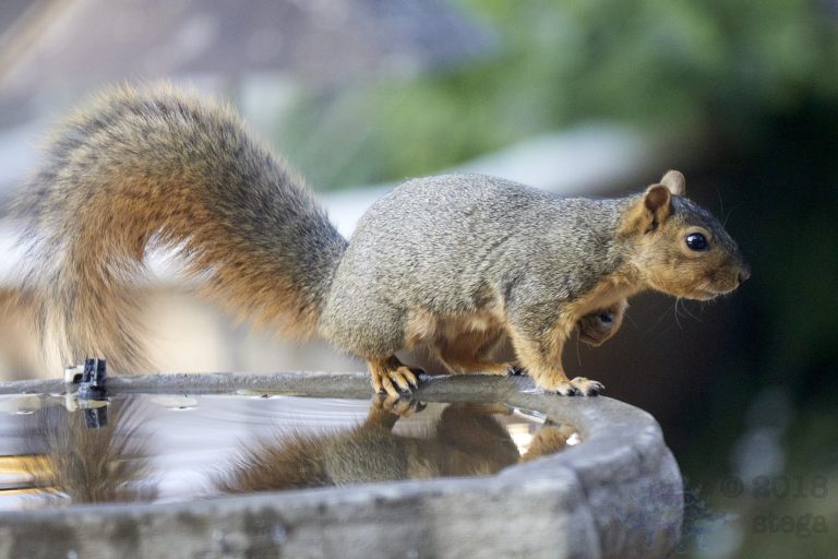 Fox Squirrel