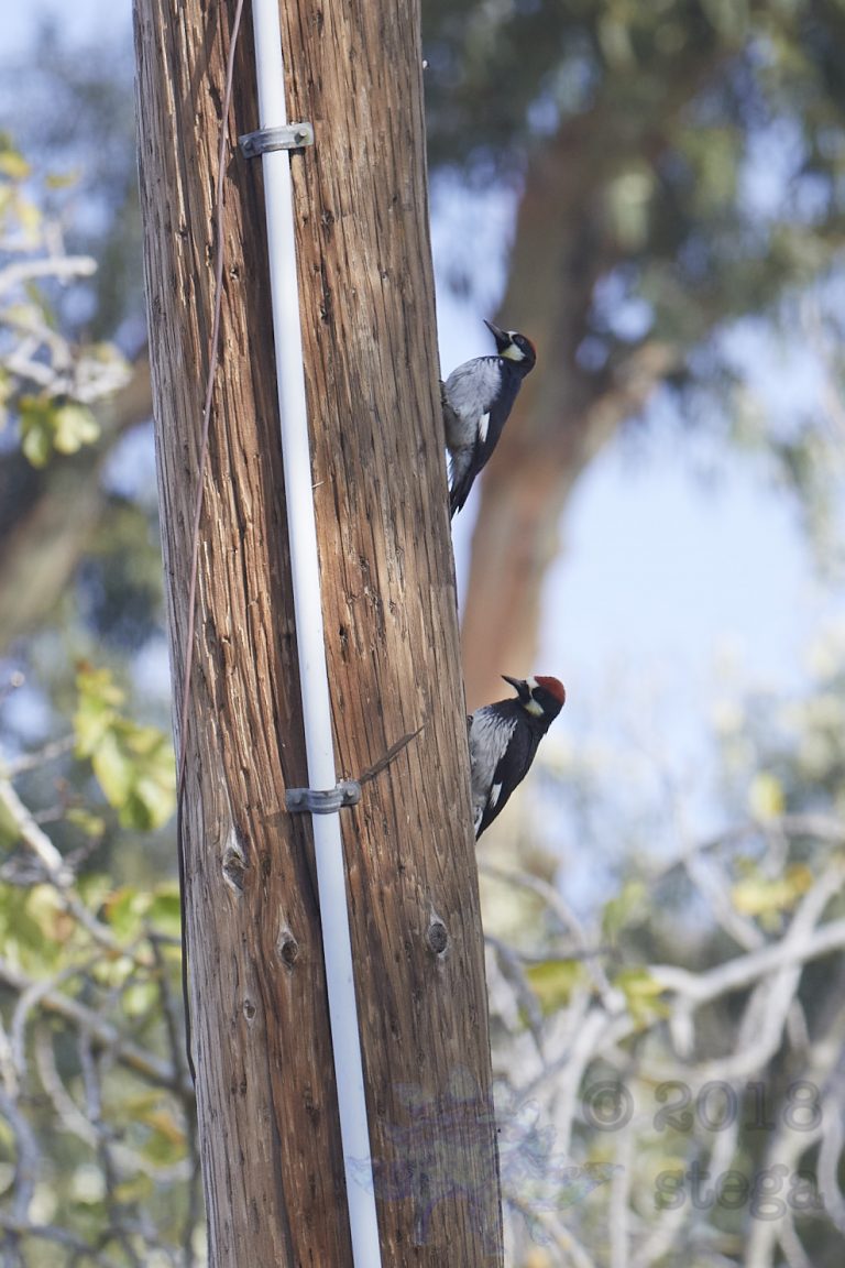 Acorn Woodpeckers