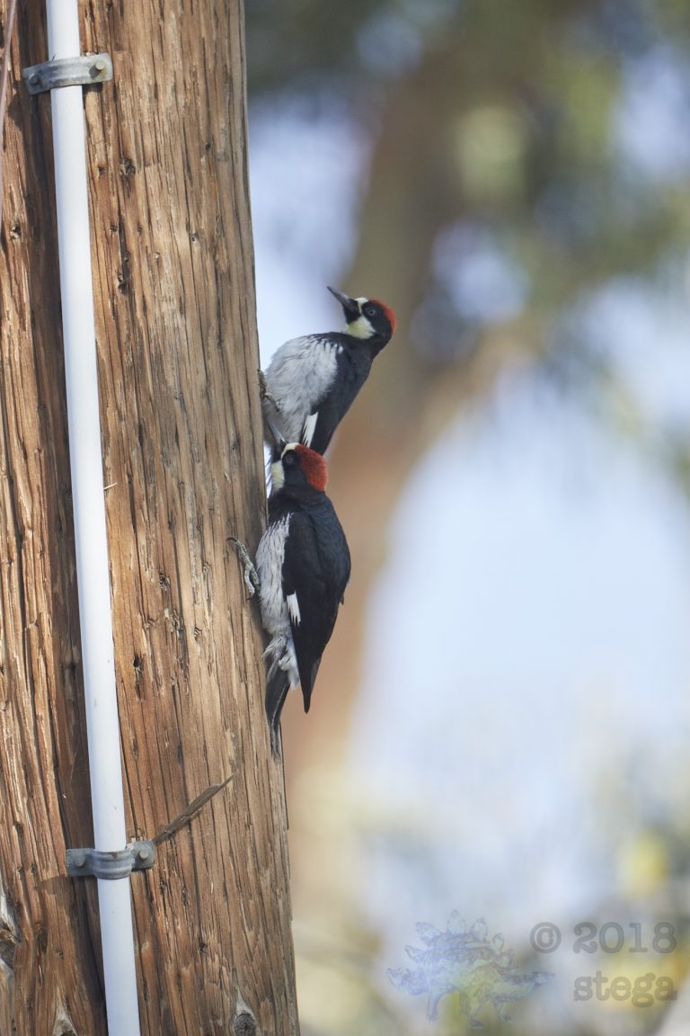 Acorn Woodpeckers