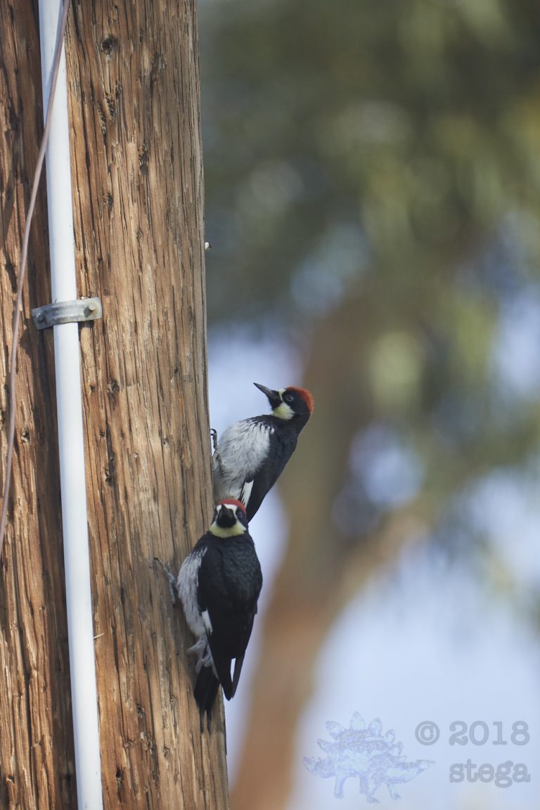 Acorn Woodpeckers