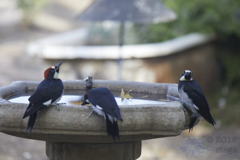 Acorn Woodpeckers