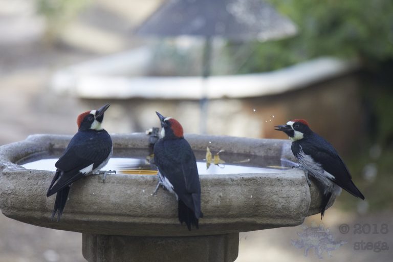 Acorn Woodpeckers