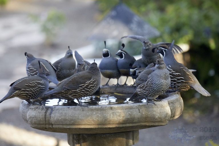 California Quail