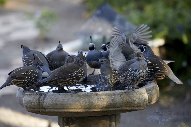 California Quail
