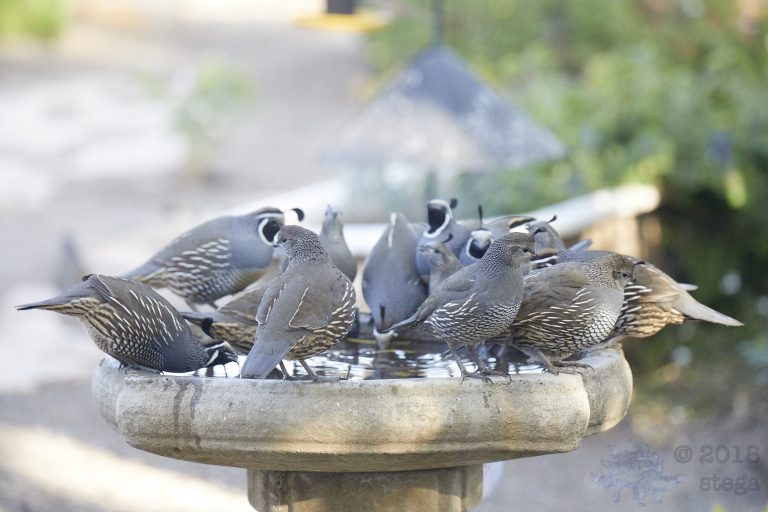 California Quail