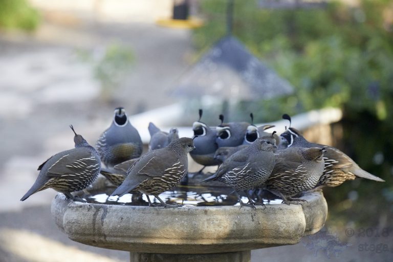 California Quail