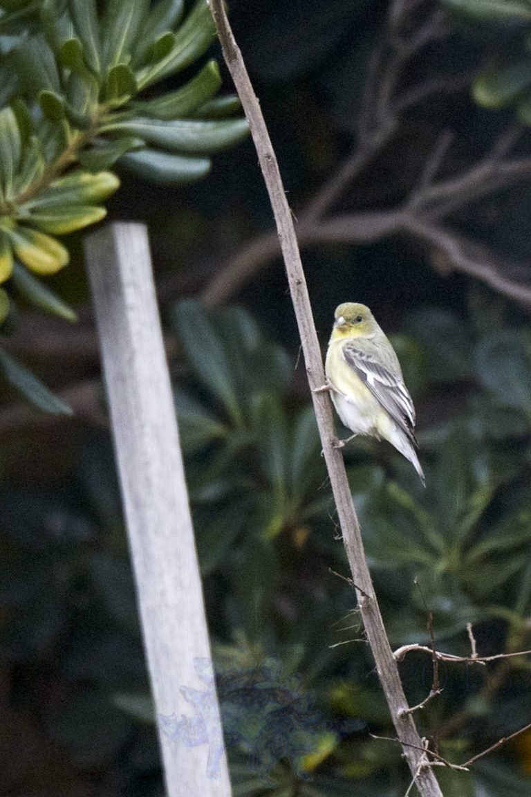 Lesser Goldfinch