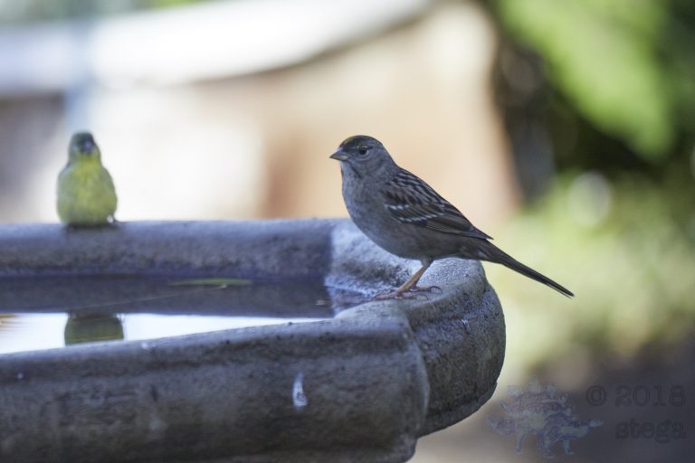 Gold-Crowned Sparrow