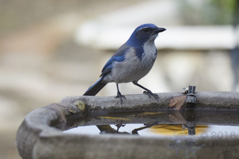 California Scrub Jay