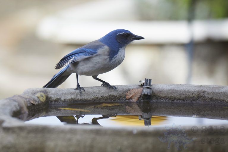 California Scrub Jay