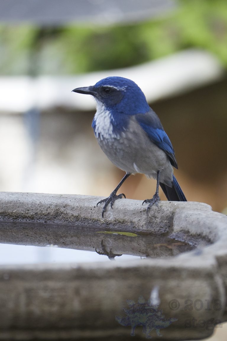 California Scrub Jay