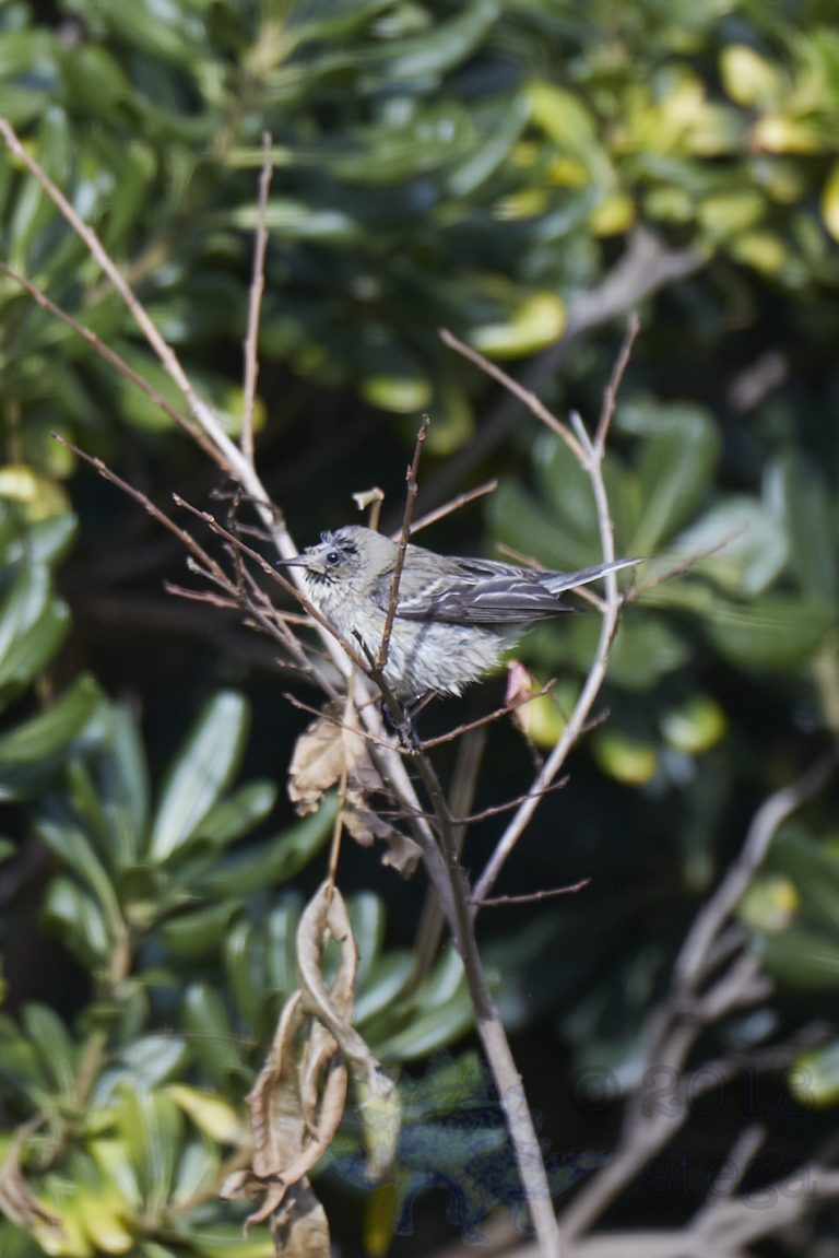 Balding Finch