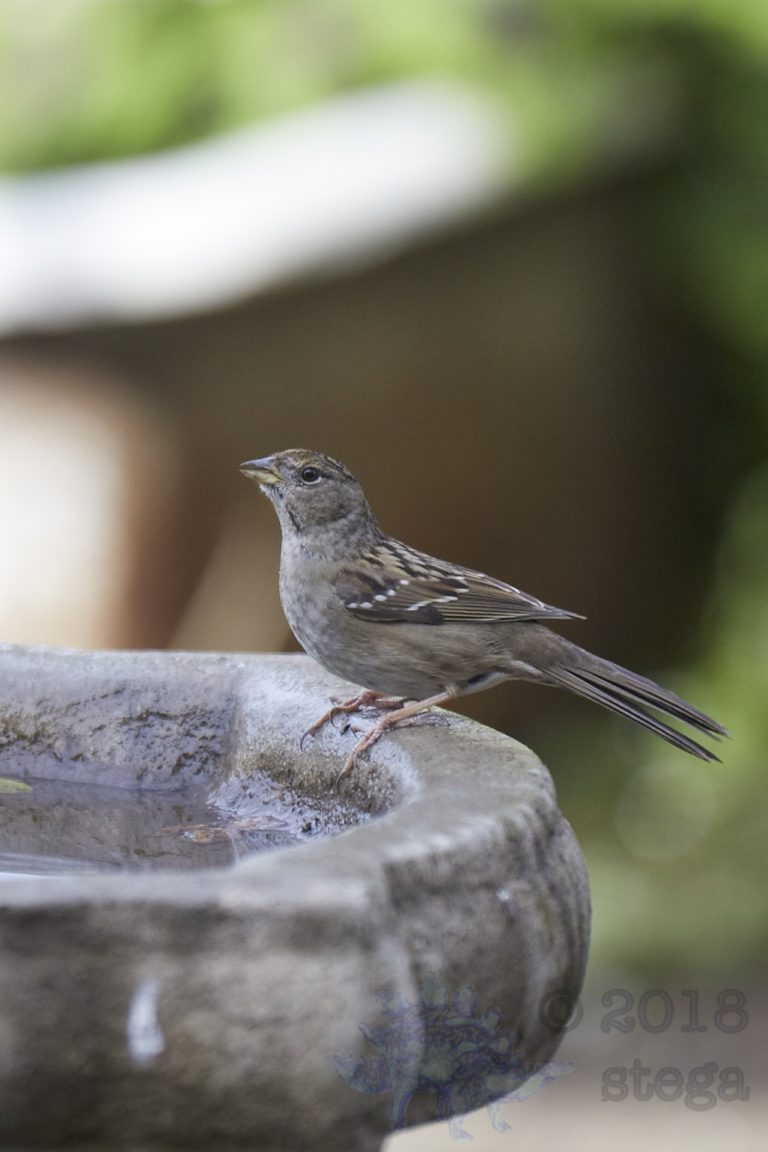 Gold-Crowned Sparrow