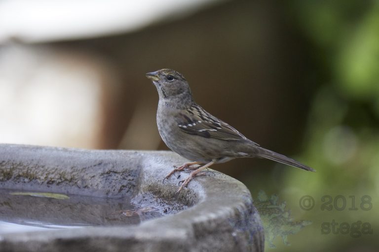 Gold-Crowned Sparrow