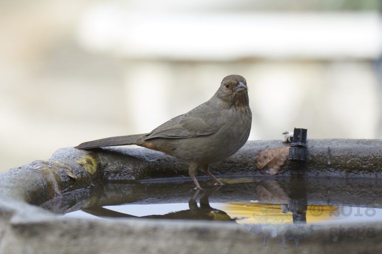 California Towhee