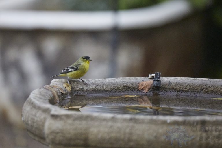 Lesser Goldfinch