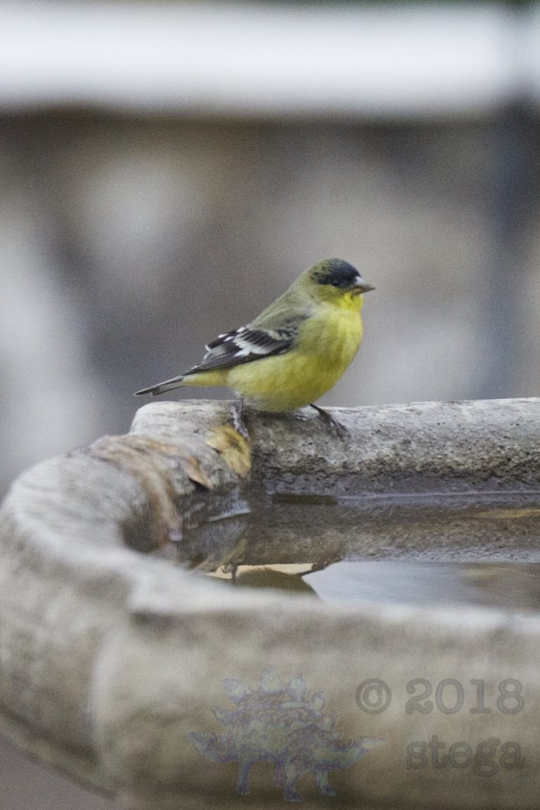 Lesser Goldfinch