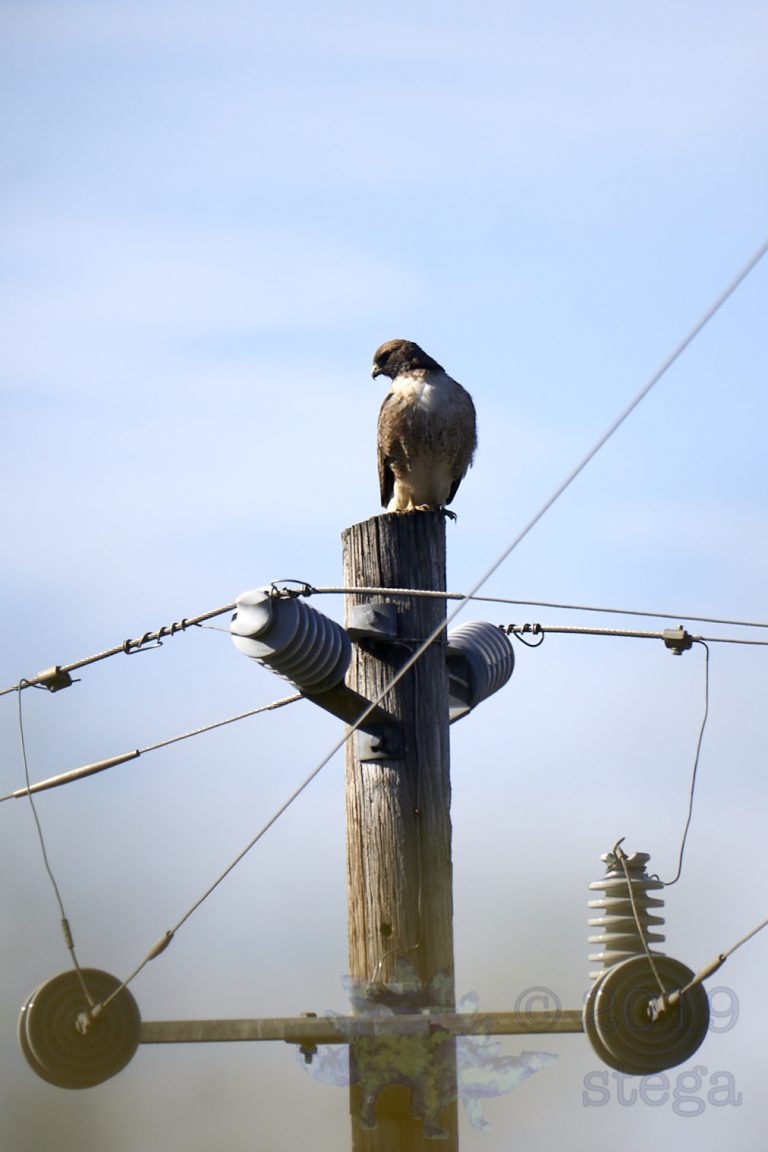 Outside: Red-Tailed Hawk