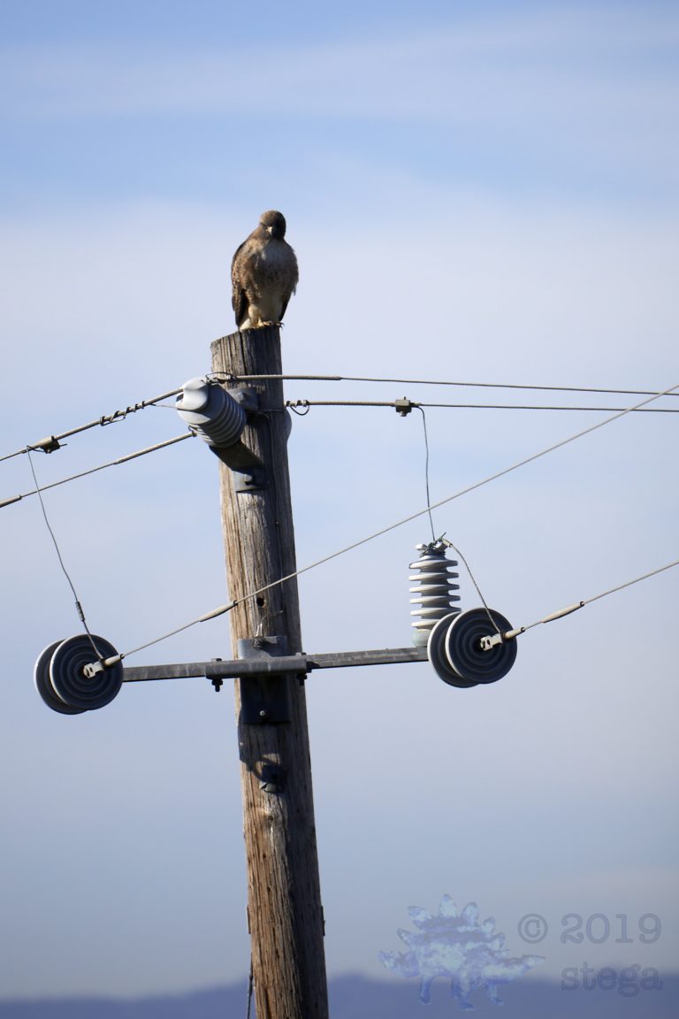 Outside: Red-tailed Hawk