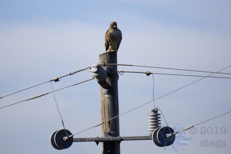 Outside: Red-Tailed Hawk