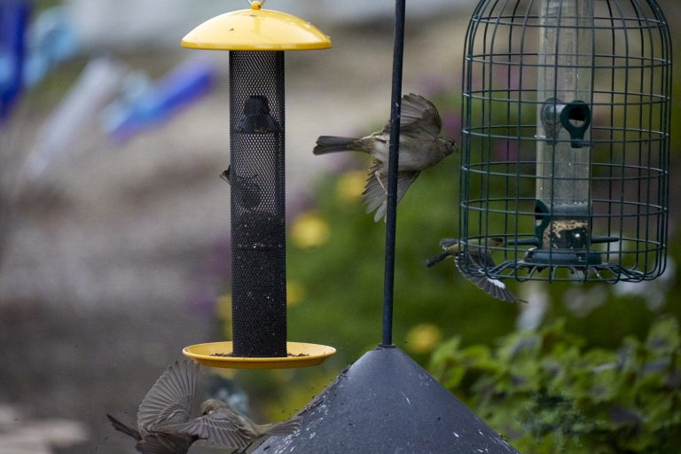 Fleeing Finches