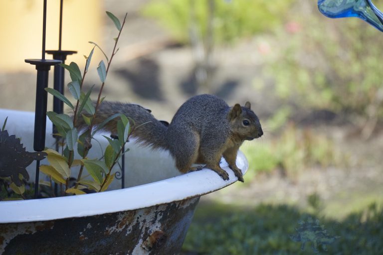 Fox Squirrel