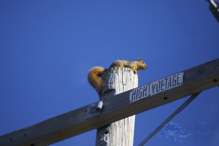 Fox Squirrel