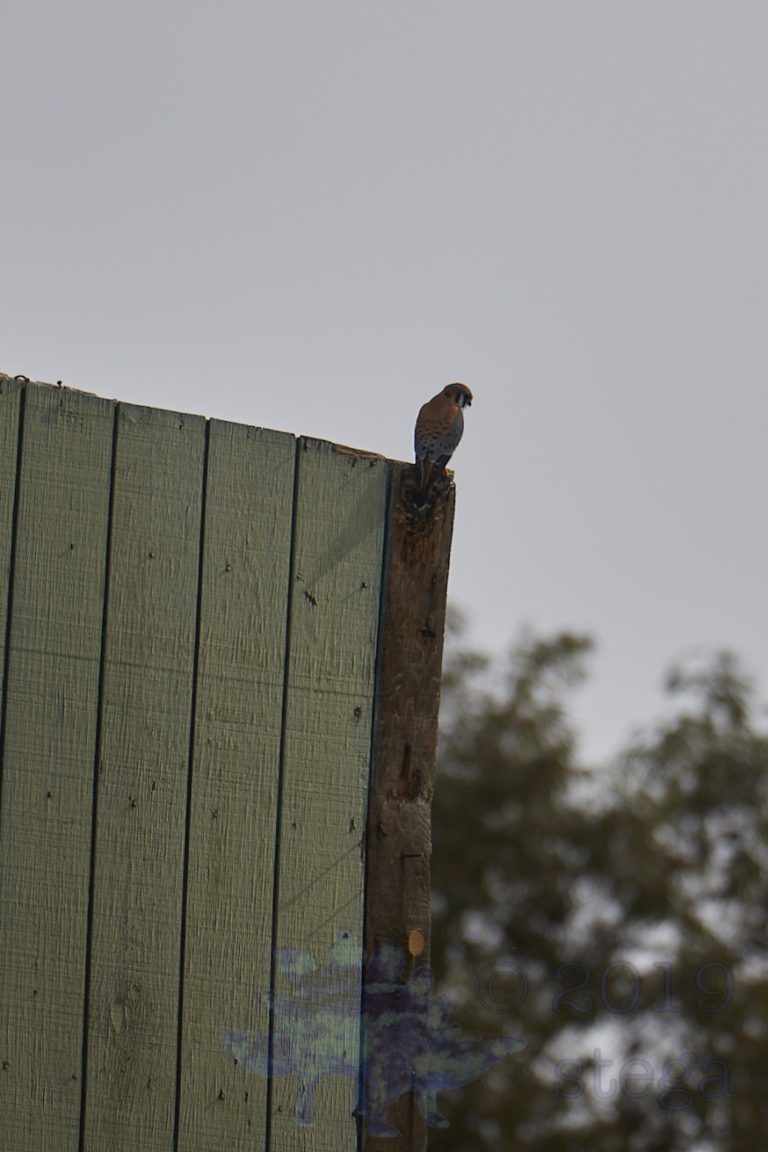 Outside: American Kestrel
