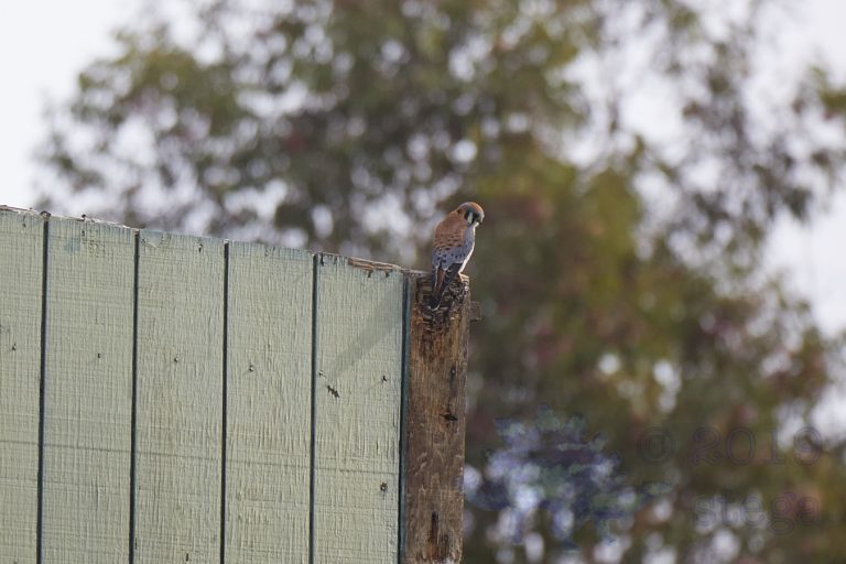 Outside: American Kestrel