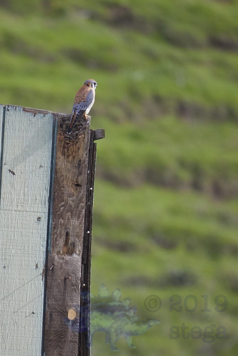 Outside: American Kestrel