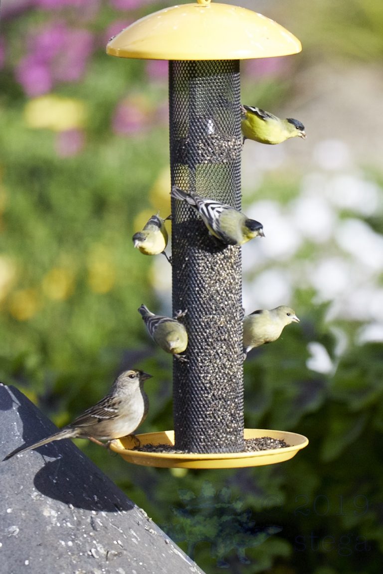 Goldfinches and a Sparrow