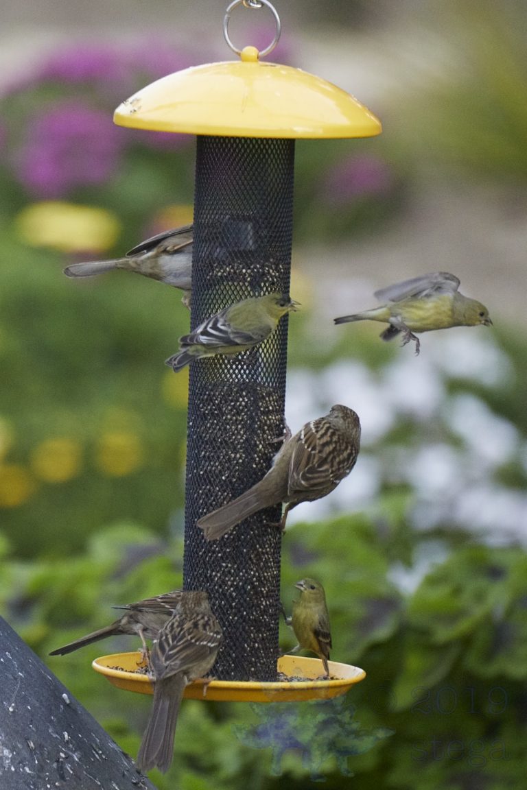 Lesser Goldfinches and Gold-Crowned Sparrows