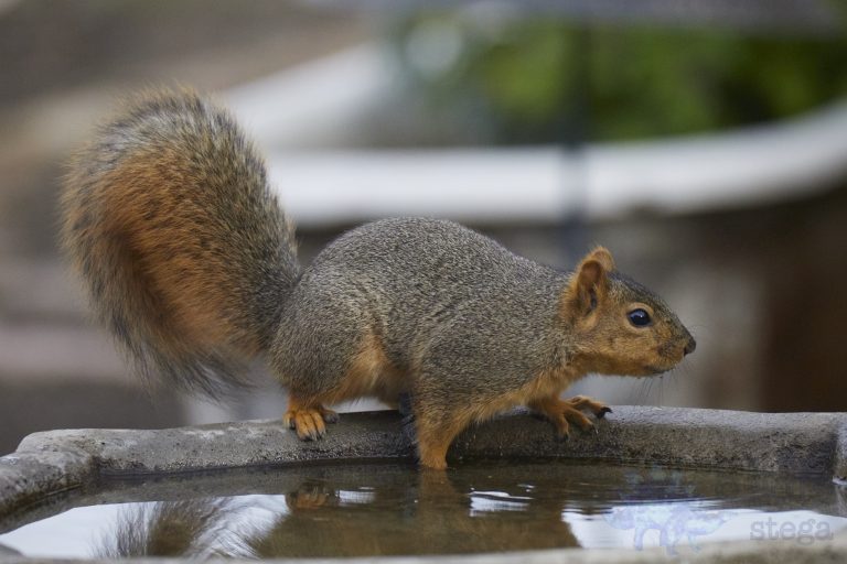Fox Squirrel