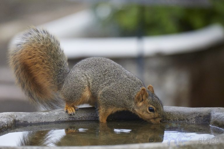 Fox Squirrel