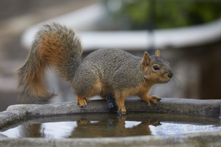 Fox Squirrel